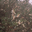 Camellia forrestii